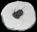 Devil Horned Cyphaspis Walteri Trilobite - #39778-2